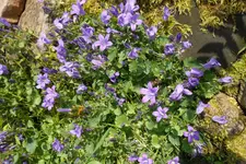 SAM_1469.webp
