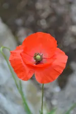 DSC_0470.jpg
