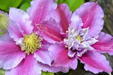 DSC_1182.webp