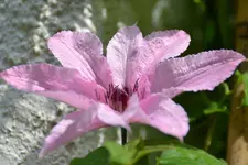 DSC_1231.jpg