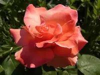019.webp