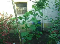 Sonnenblumen.webp