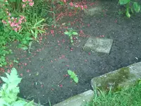 Sonnenblumen (3).webp