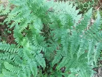 Bilda059.webp