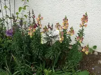 k-P1110037.webp