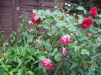 IMG_6142.jpg