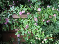 IMG_6143.jpg