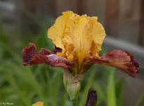IMG_0555-2.webp