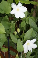 _DSC0514.webp