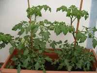 tomate_2.webp