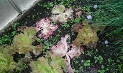 20160604_203624.webp