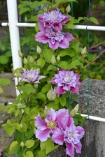 DSC_1731.jpg