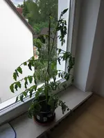 indoor.webp