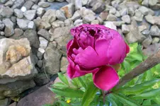 SAM_1474.webp