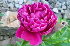 SAM_1481.webp