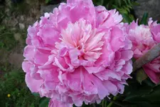 SAM_1475.webp