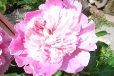 SAM_1476.webp