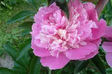SAM_1477.webp