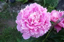 SAM_1482.webp