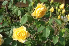 SAM_1479.webp