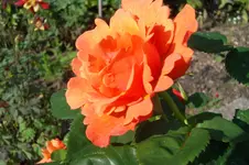 SAM_1480.webp