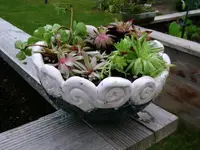 2016-06-04 Keramikschale mit Hauswurz1.webp