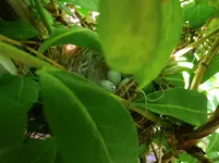 2016-05-26 Vogelnest Lonicera am Pavillon.webp