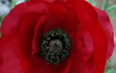 red (79).webp
