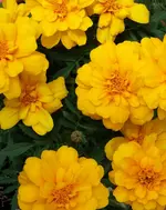 yellow (30).webp