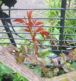 Concert  ohne Staudenclematis mit neuem Trieb.webp