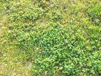 Unkräuter 030.webp