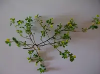 Unkräuter 031.webp
