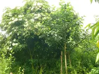 k-P1110099.webp