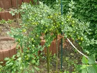 k-P1110076.webp