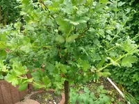 k-P1110078.webp