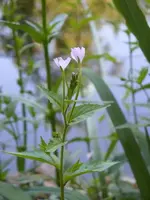 DSCF0667.JPG