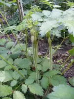 DSCF0680.webp