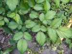 DSCF0679.JPG