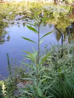 DSCF0670.webp