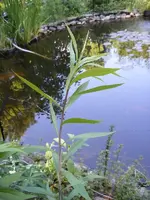 DSCF0669.webp