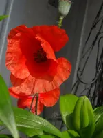 002.webp