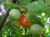 008.webp
