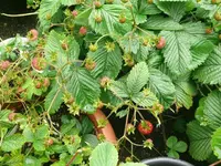 k-P1110054.webp