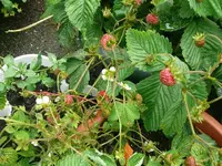 k-P1110055.webp