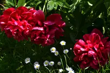 DSC_1535.webp