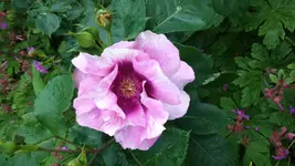 DSC_0056.webp