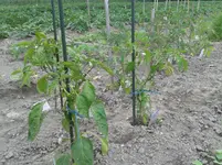 20160605_142334.jpg