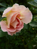 P1120103.webp