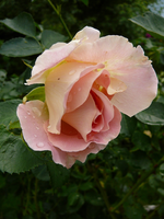 P1120104.webp