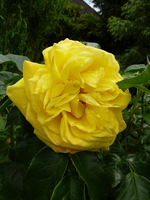 P1120105.webp
